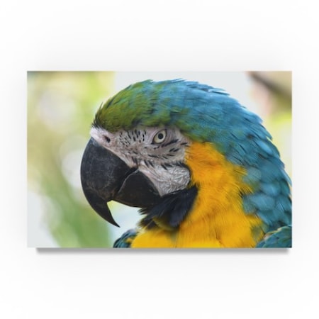 Robert Michaud 'Macaw Portrait' Canvas Art,12x19